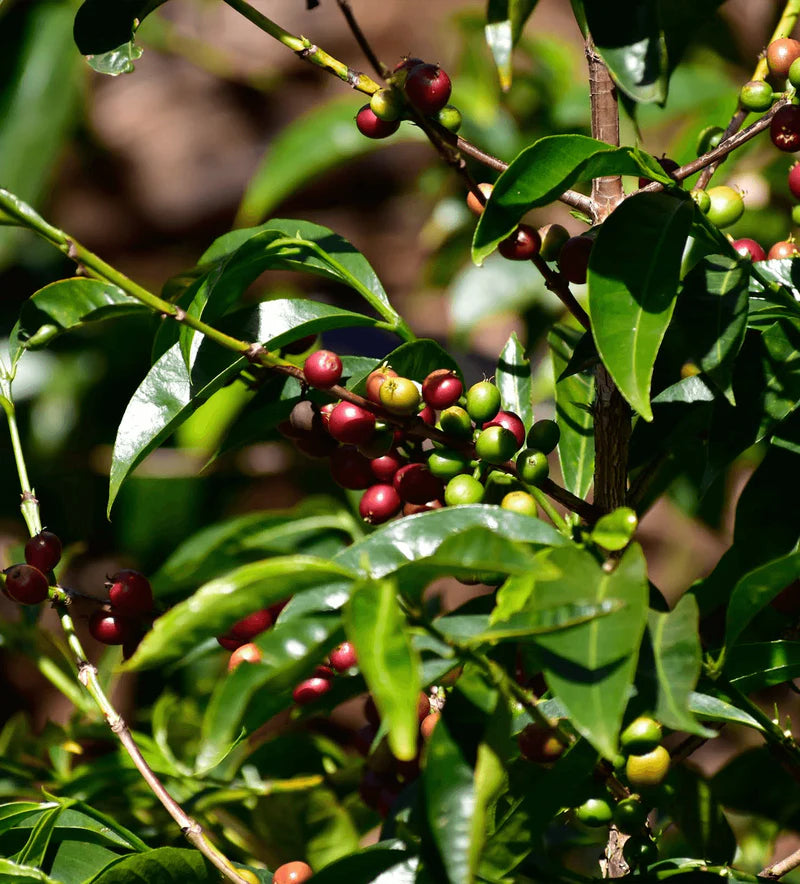 Ethiopia Ayla Bombe Specialty Coffee Premium Single Origin Coffee Beans