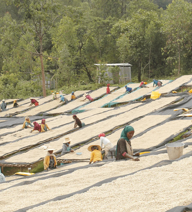 Ethiopia Ayla Bombe Specialty Coffee Premium Single Origin Coffee Beans